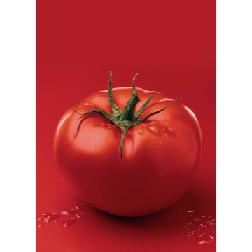 TOMATO POLPA